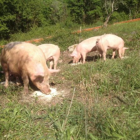 Castelnuovo di FarfaIl Gelso Nero别墅 外观 照片